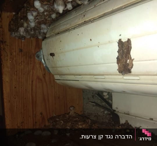 הצרעות בנו קן עצום בתוך ארגז תריס